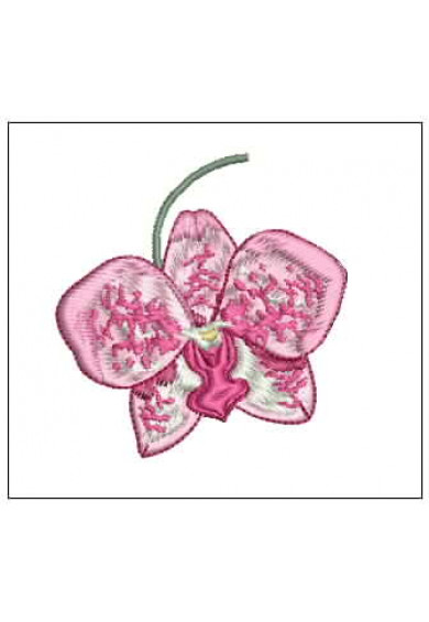 Plf069 - Pink orquidea